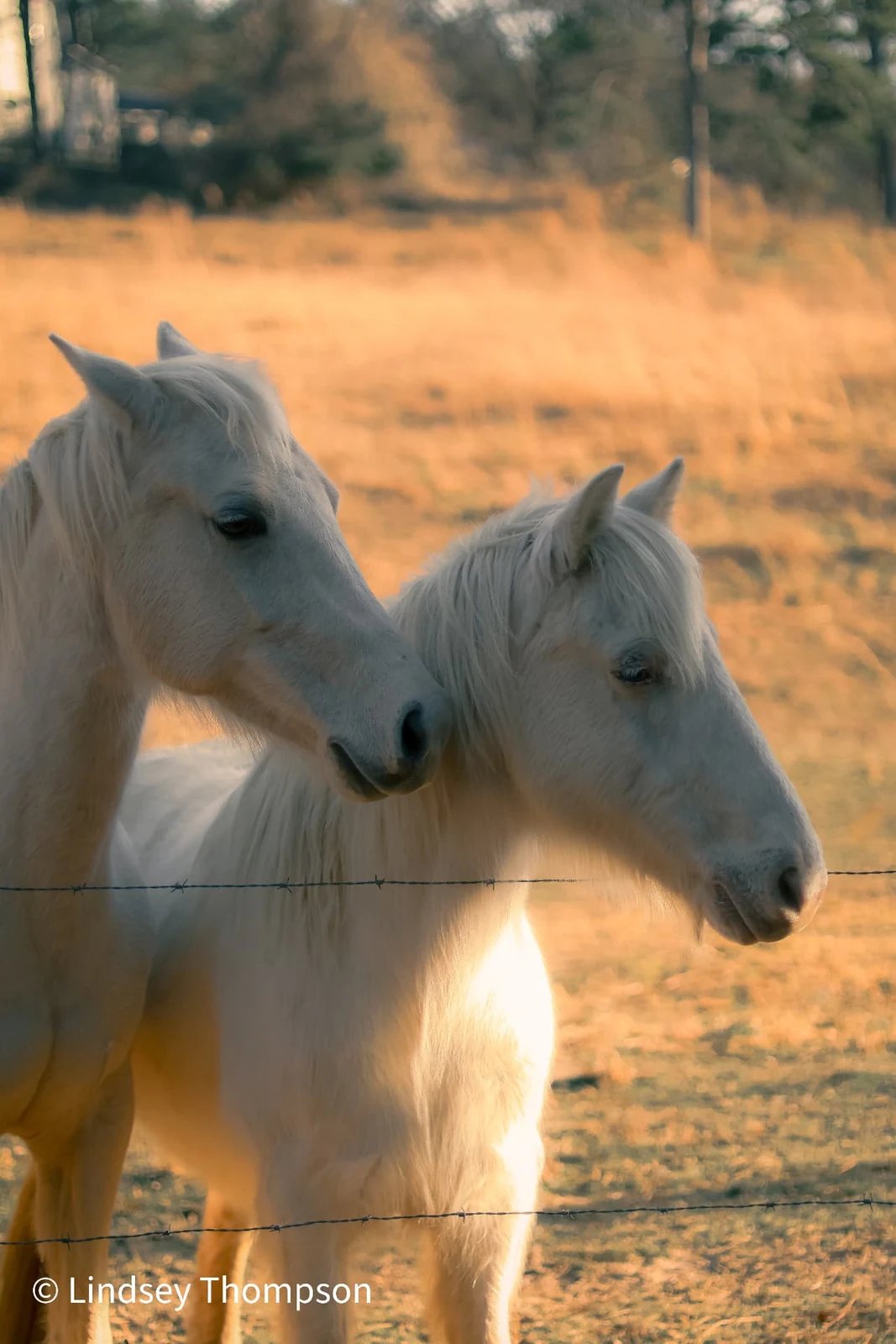 Two white horses in warm evening light photographed by Lindsey