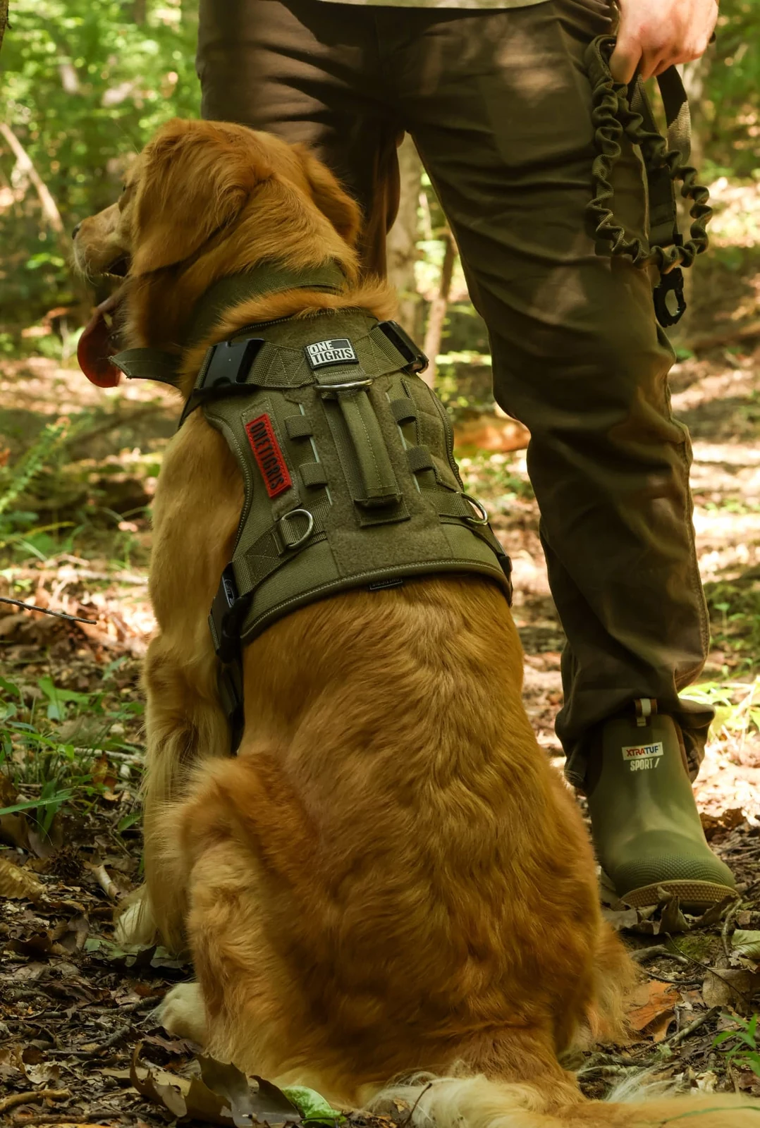 Golden retriever in a working harness beside its handler photographed by Lindsey