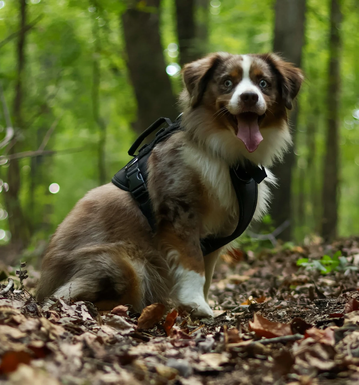 Dog seated among woodland leaves photographed by Lindsey