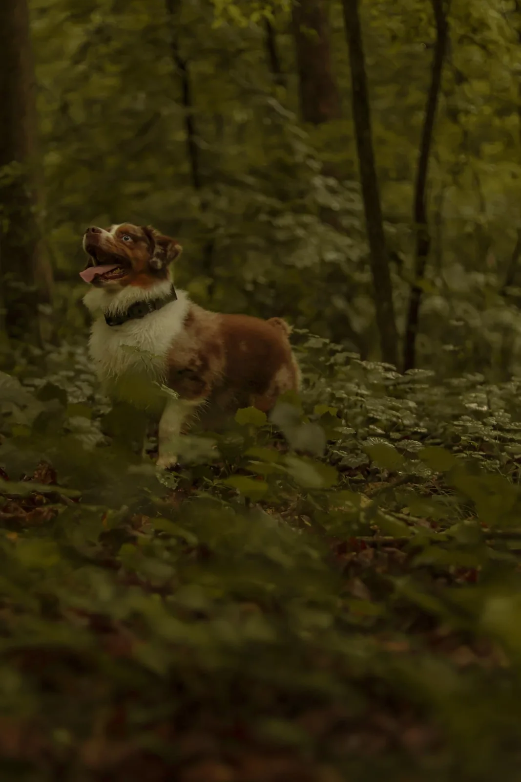 Red and white dog standing among ferns in a wooded setting