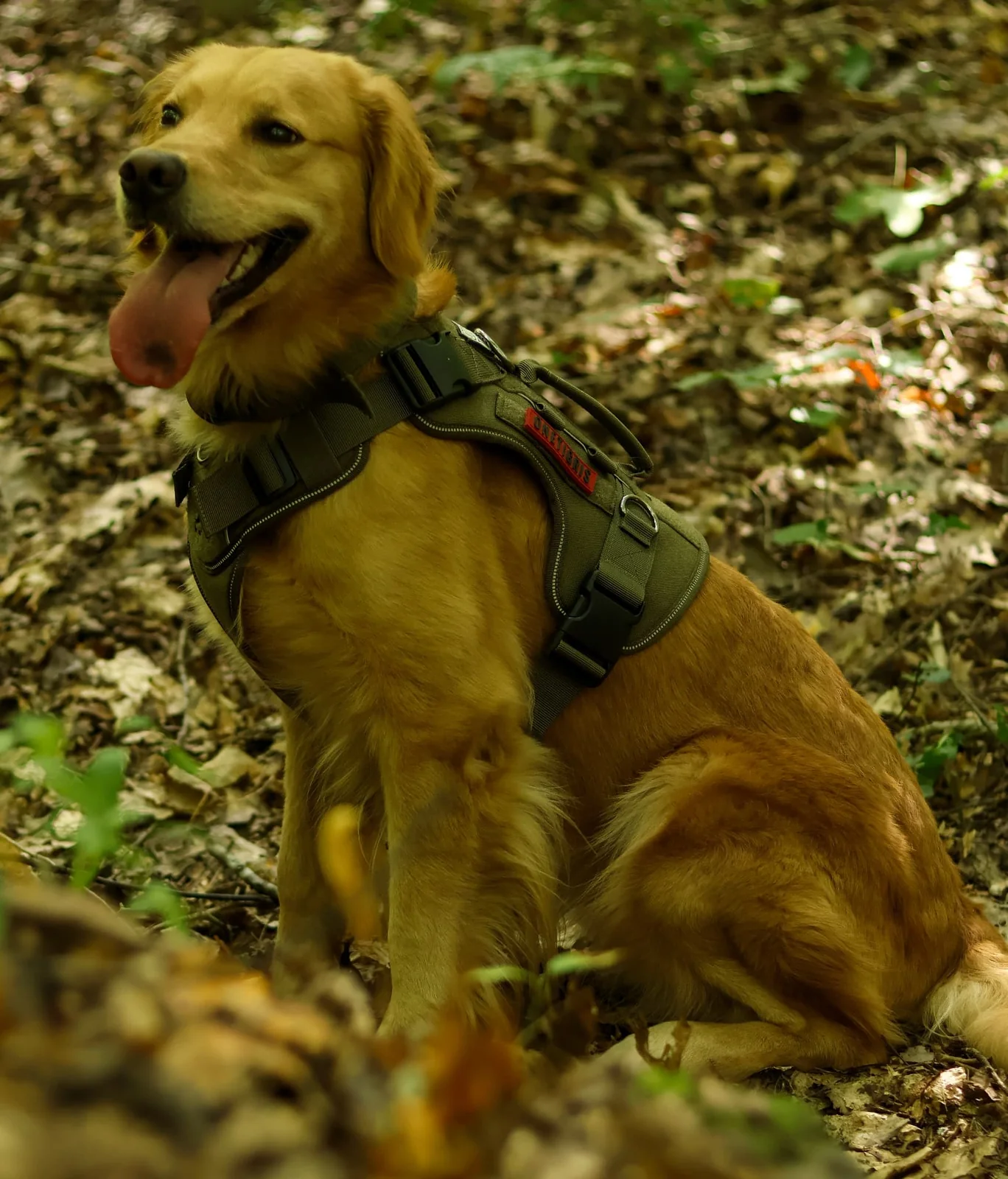 Golden retriever wearing a working harness in a wooded setting