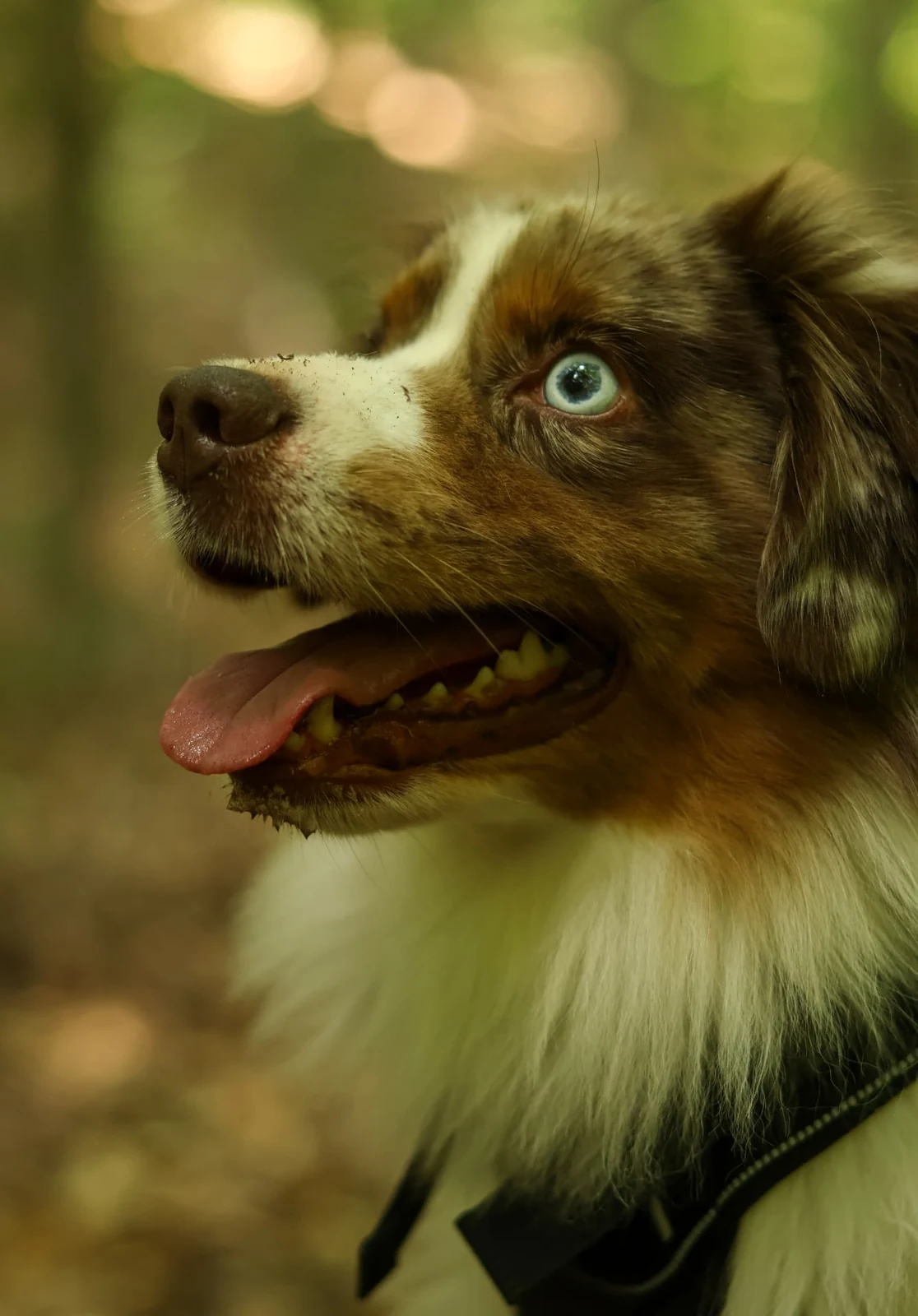 Close woodland portrait of a blue-eyed dog photographed by Lindsey